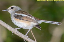 magpie robin